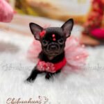 Teacup Chihuahua Trufa