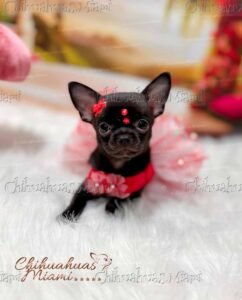 Teacup Chihuahua Trufa