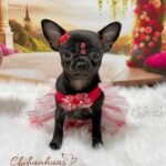 Teacup Chihuahua Trufa