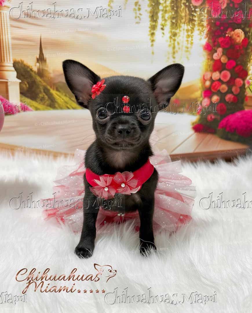 Teacup Chihuahua Trufa