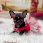 Teacup Chihuahua Trufa
