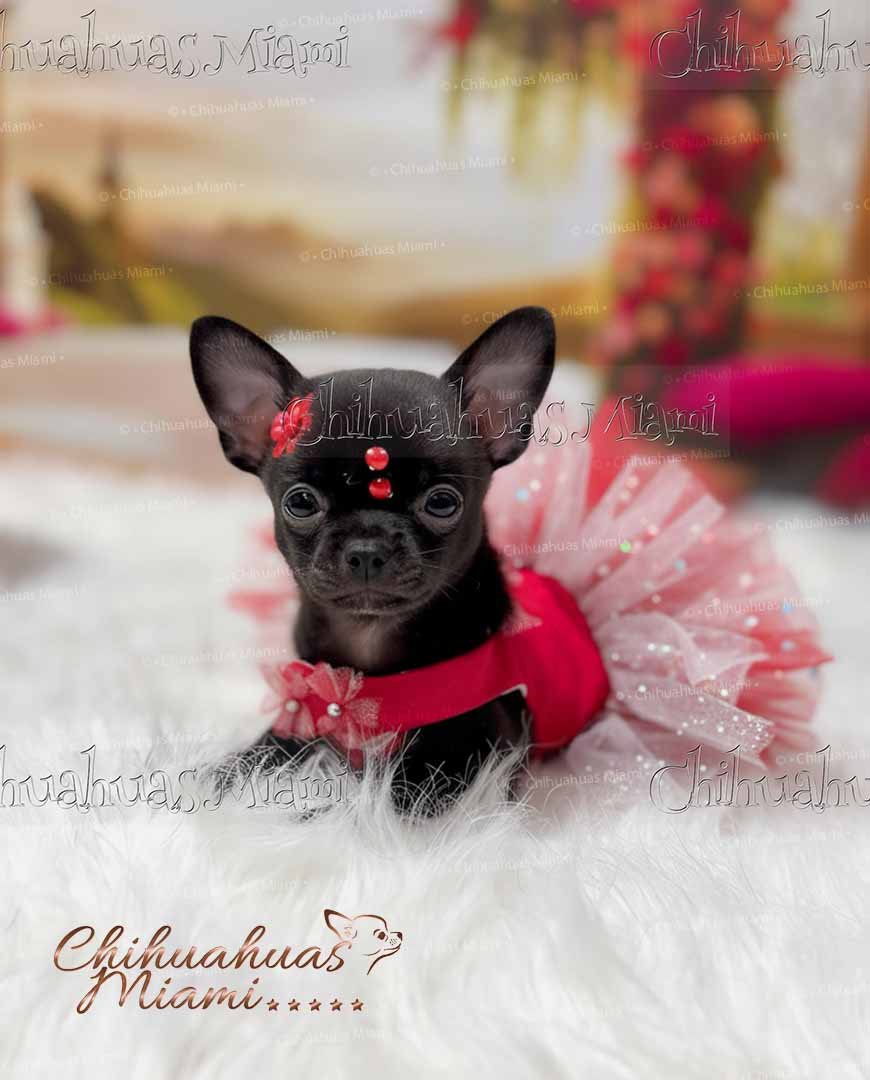 Teacup Chihuahua Trufa