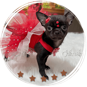 Teacup Chihuahua Trufa