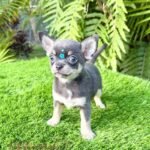 Teacup Chihuahua Sapphire