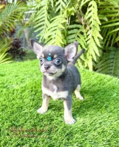 Teacup Chihuahua Sapphire