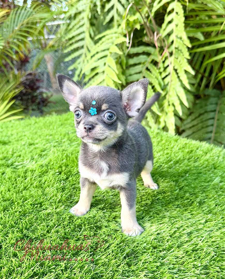 Teacup Chihuahua Sapphire