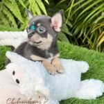 Teacup Chihuahua Sapphire