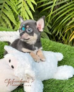 Teacup Chihuahua Sapphire