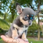 Teacup Chihuahua Sapphire