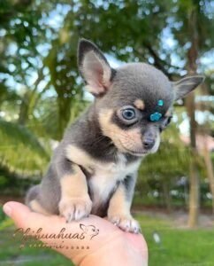 Teacup Chihuahua Sapphire