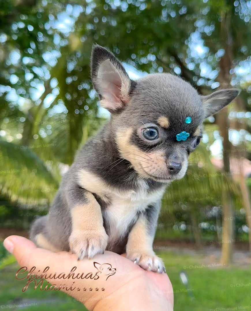Teacup Chihuahua Sapphire