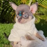 Teacup Chihuahua Sapphire