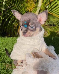 Teacup Chihuahua Sapphire