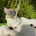 Teacup Chihuahua Sapphire