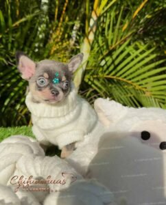 Teacup Chihuahua Sapphire
