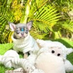 Teacup Chihuahua Sapphire