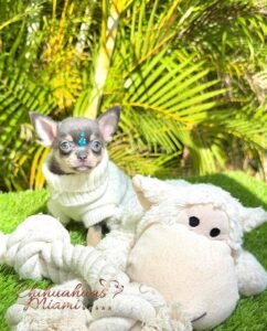 Teacup Chihuahua Sapphire