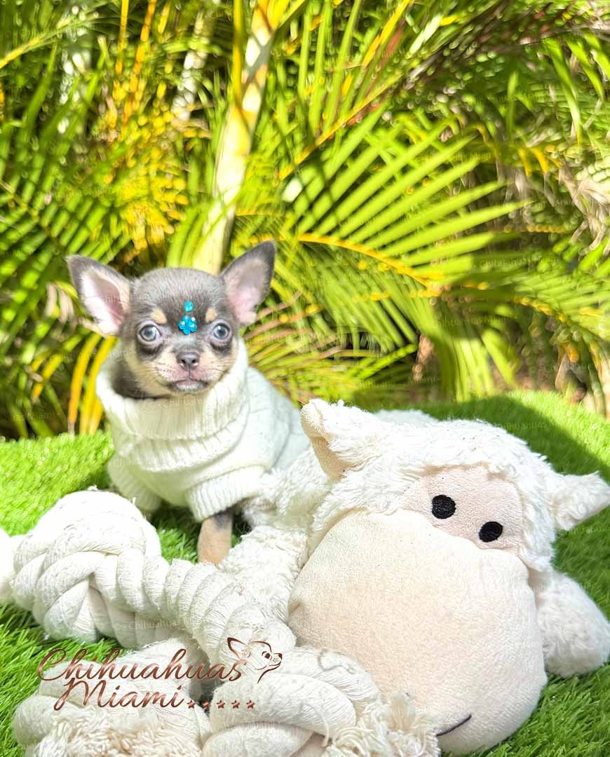 Teacup Chihuahua Sapphire