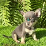 Teacup Chihuahua Sapphire
