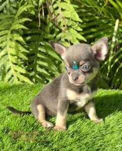 Teacup Chihuahua Sapphire