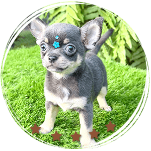 Teacup Chihuahua Sapphire